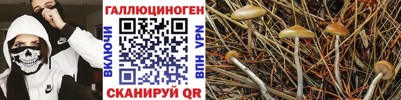 blacksprut вход  Кингисепп  Псилоцибиновые грибы GOLDEN TEACHER  даркнет сайт 